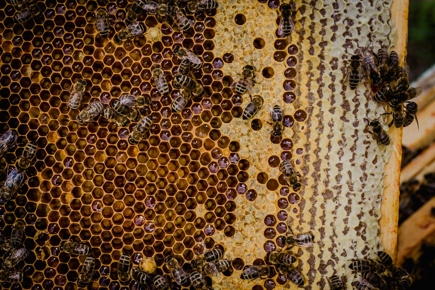Het verhaal van imkerij The Happy Bees in Kermt