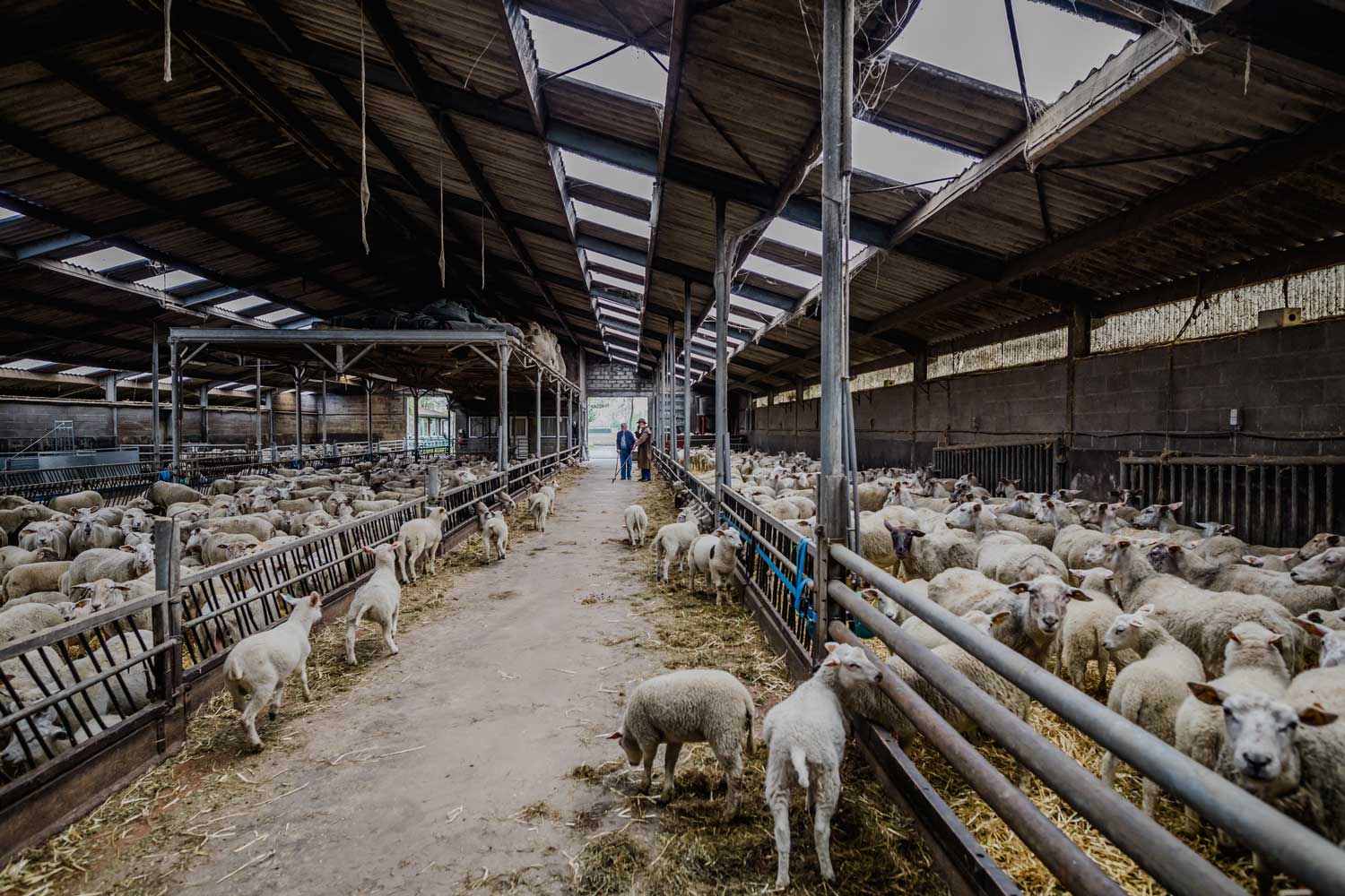 Het verhaal van melkboerderij Sonnisheide in Helchteren